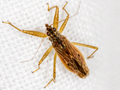 Nabis rugosus